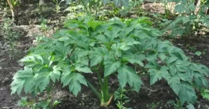 tanaman-pohon-ashitaba